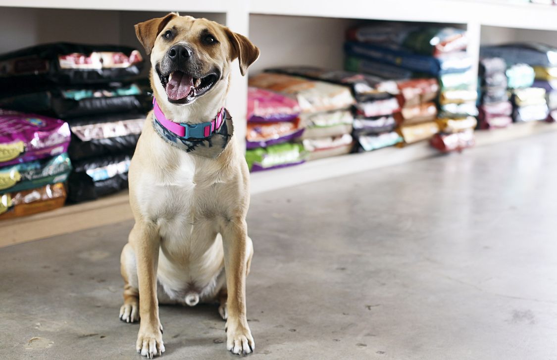 Robinson Pet Shop - Cane Robinson Pet Shop - Cane