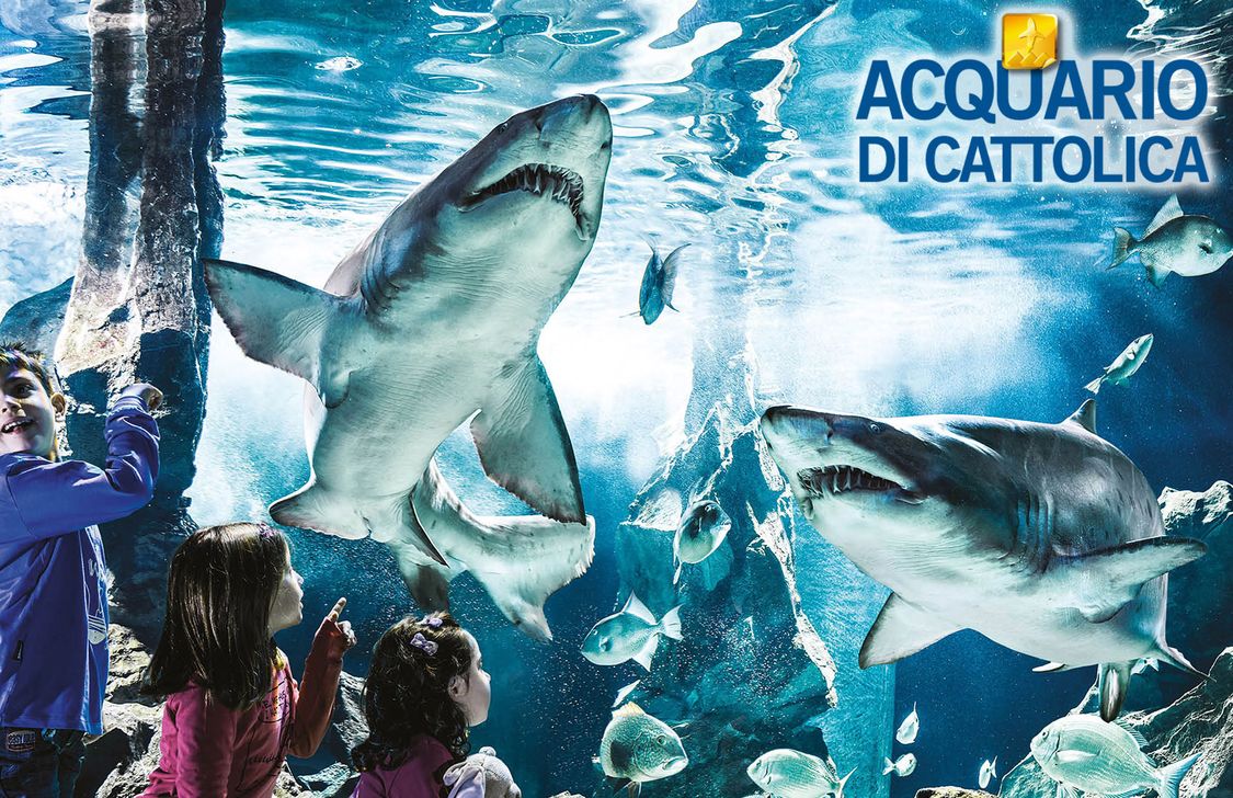 Acquario di Cattolica - Squali Acquario di Cattolica - Squali