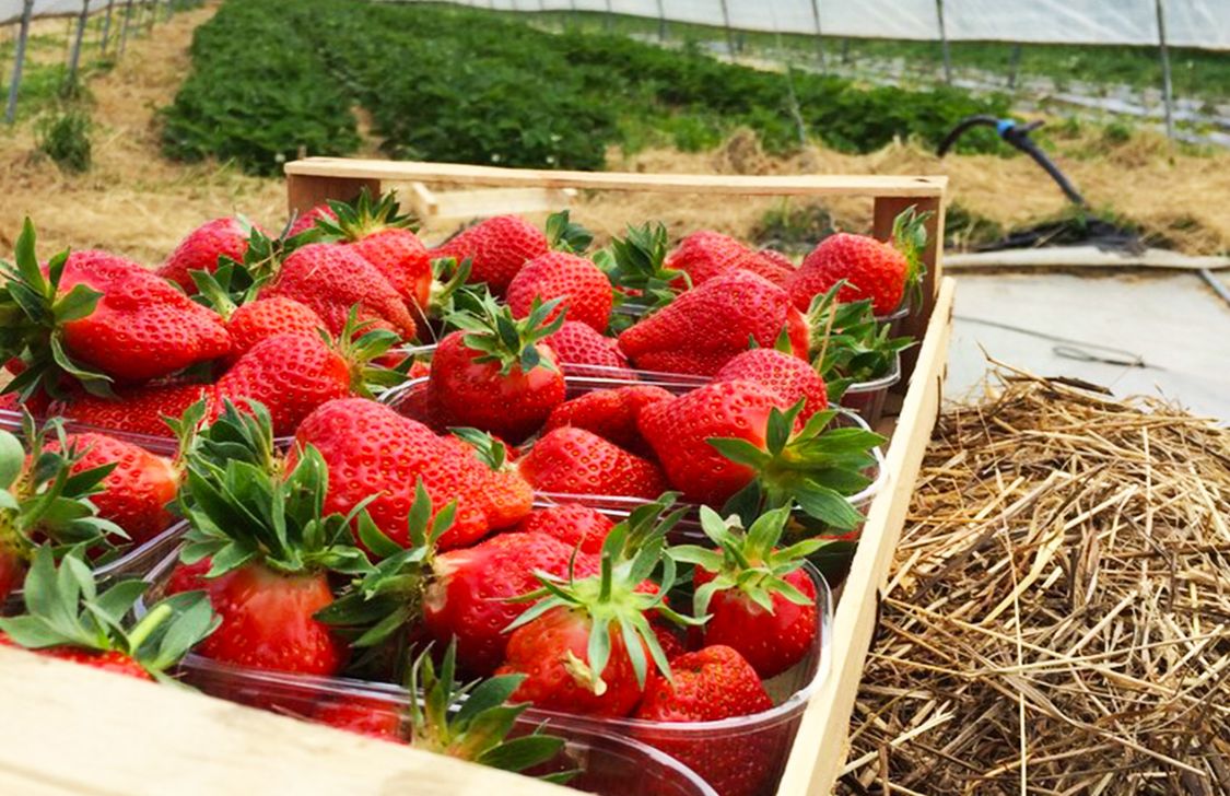 Foodelizia - Fragole Foodelizia - Fragole