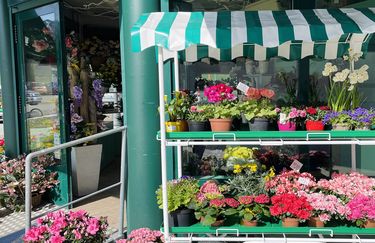 I Fiori di Gavi e Stefi - Fiori