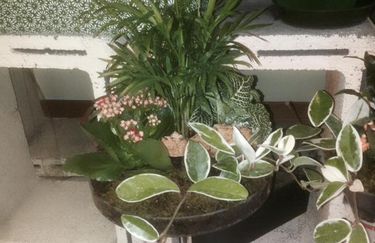 Il Tulipano - Piante