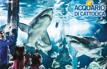 Acquario di Cattolica - Squali