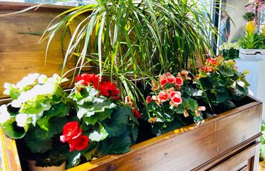 I Fiori di Gavi e Stefi - Fiori
