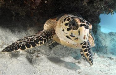 Acquario di Cattolica - Tartaruga