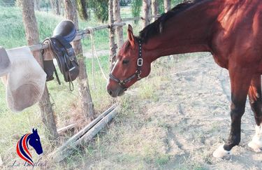 La Baglina Horse Club - Cavallo