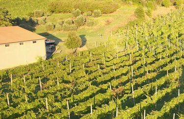 Azienda Agricola Colombina - Azienda