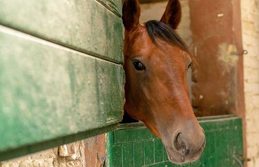 La Baglina Horse Club - Cavallo