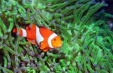 Acquario di Cattolica - Pesce