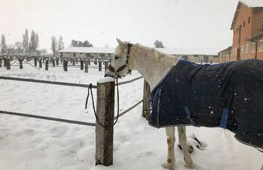 La Baglina Horse Club - Cavallo