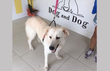 Dog And Dog - Cane