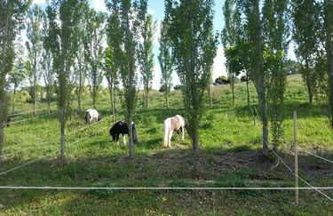 Centro Ippico dolcevita - Cavallo