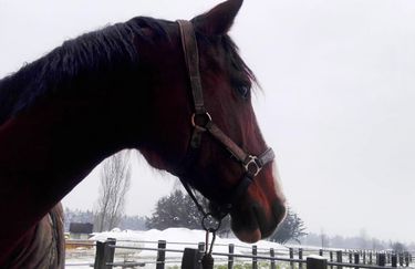 La Baglina Horse Club - Cavallo
