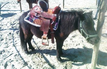 Scuderia Del Borgo - Pony