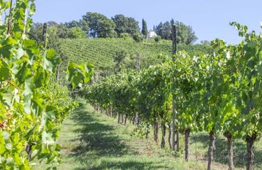Azienda Agricola Colombina - Azienda