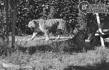 Safari Ravenna - tigri