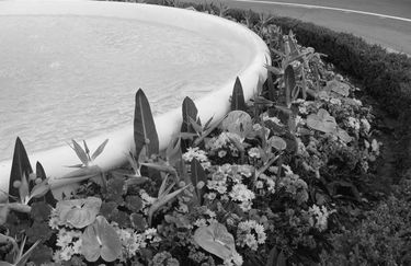 I Fiori di Gavi e Stefi - Fiori