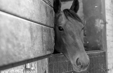 La Baglina Horse Club - Cavallo